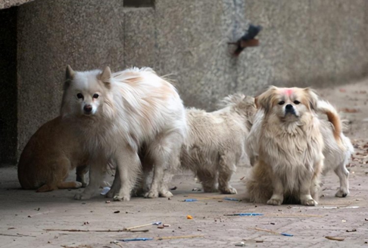 为何街上的流浪狗多半是小型犬呢而大型犬居少呢