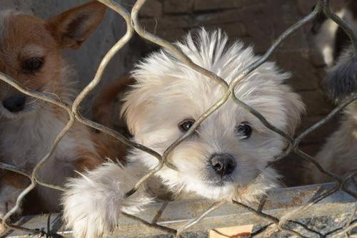 为何街上的流浪狗多半是小型犬呢而大型犬居少呢