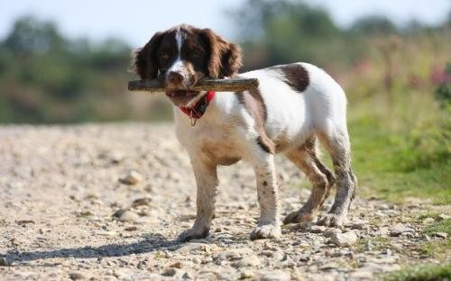 为何街上的流浪狗多半是小型犬呢而大型犬居少呢