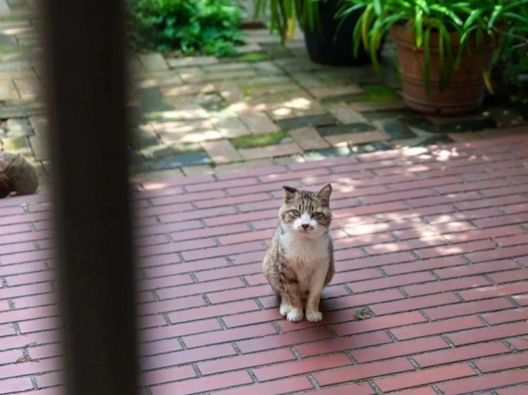 偶遇流浪猫跟它说：需要帮忙来找我，隔天它就来登门拜访