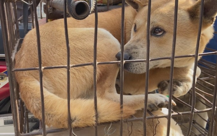 广西：大哥花七百从狗肉车解救了只狗狗没想到竟是猎犬的好苗子