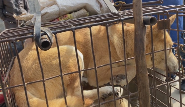 广西：大哥花七百从狗肉车解救了只狗狗没想到竟是猎犬的好苗子