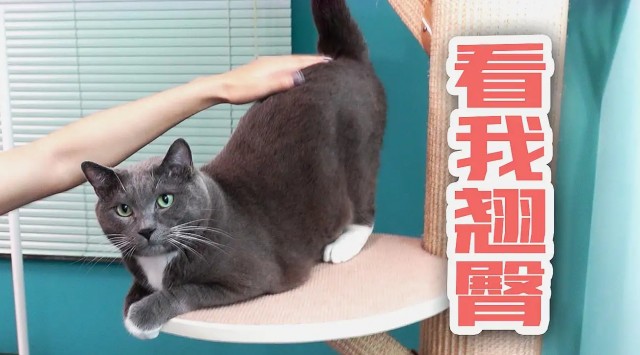 猫冷知识：为什么猫喜欢被拍屁股？猫：别停下来