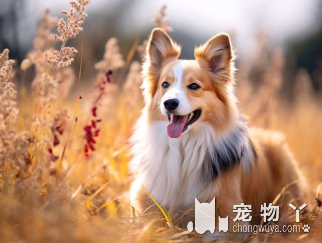 法国斗牛犬的尺寸？