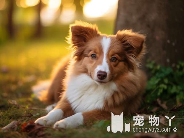 威海人养犬登记证去哪里办理？犬的体型超标怎么办？官方有回复了